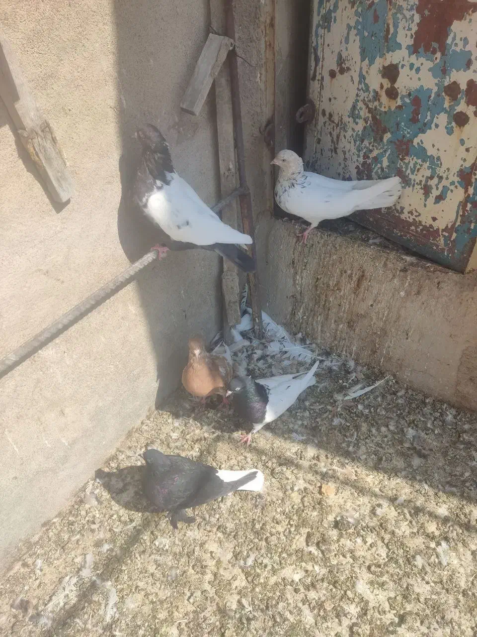 کبوتر|پرنده|شیراز, فرودگاه شهید دستغیب شیراز|دیوار