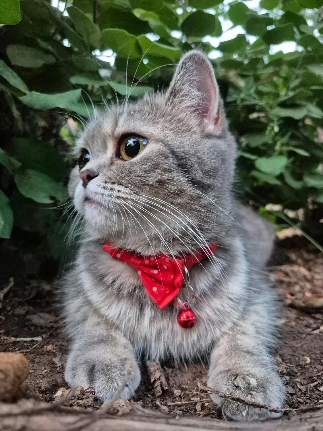 گربه بیریتیش  کمیاب ماده یک ساله|گربه|کرمان, |دیوار