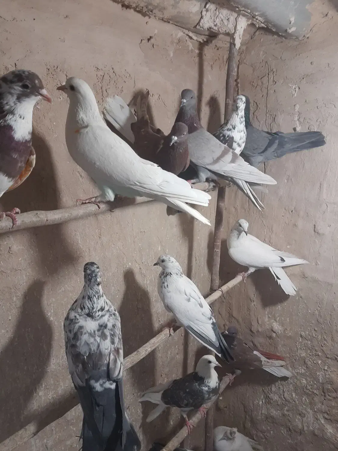 کبوتر پرشی|پرنده|قم, کیوانفر|دیوار