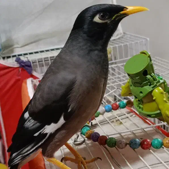 مینا سخنگو|پرنده|رضویه, |دیوار