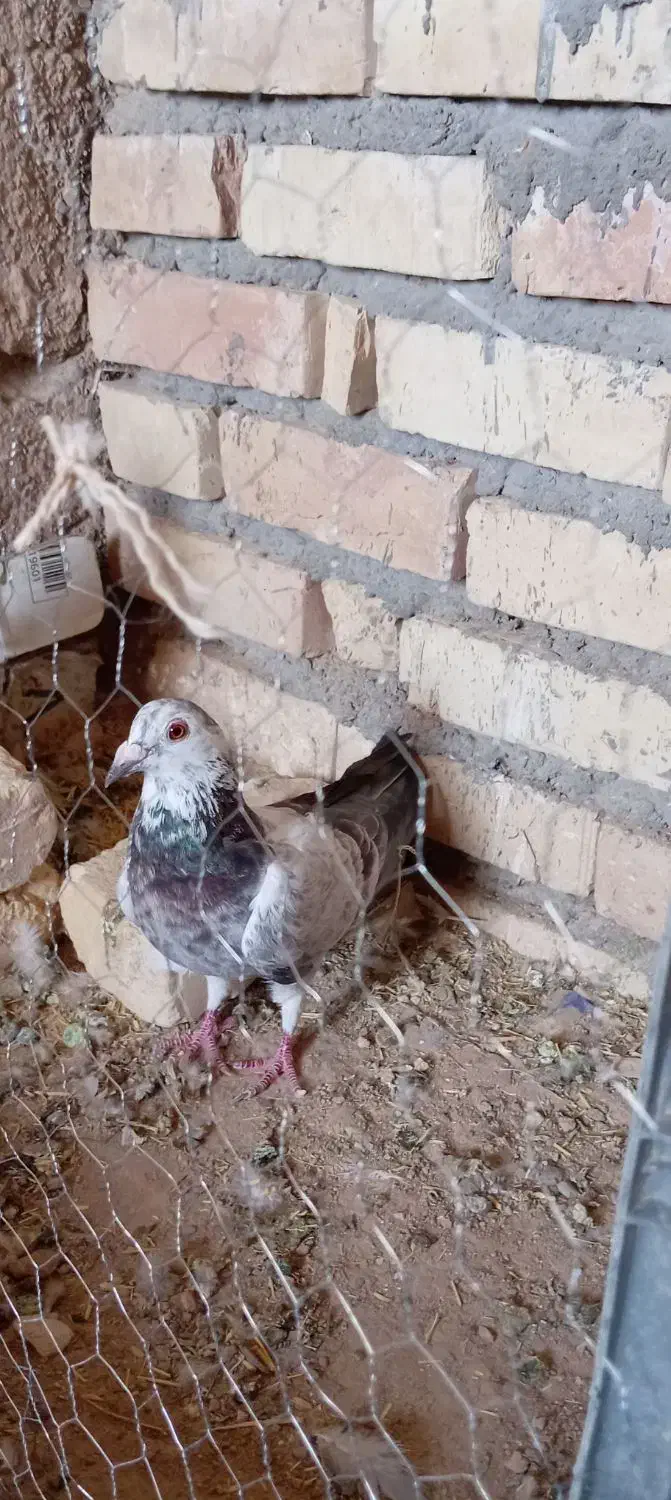 3 عدد کفتر معاوضه|پرنده|درمیان, |دیوار