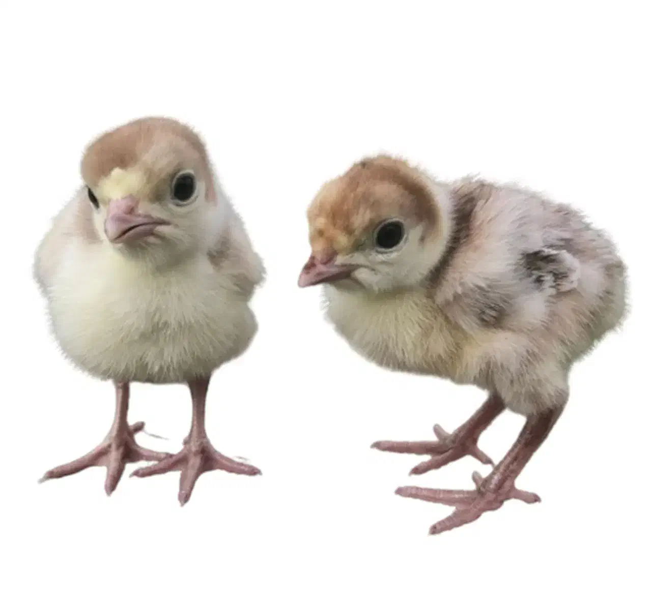 جوجه بوقلمون دان خور شده|حیوانات مزرعه|اصفهان, باب الدشت|دیوار