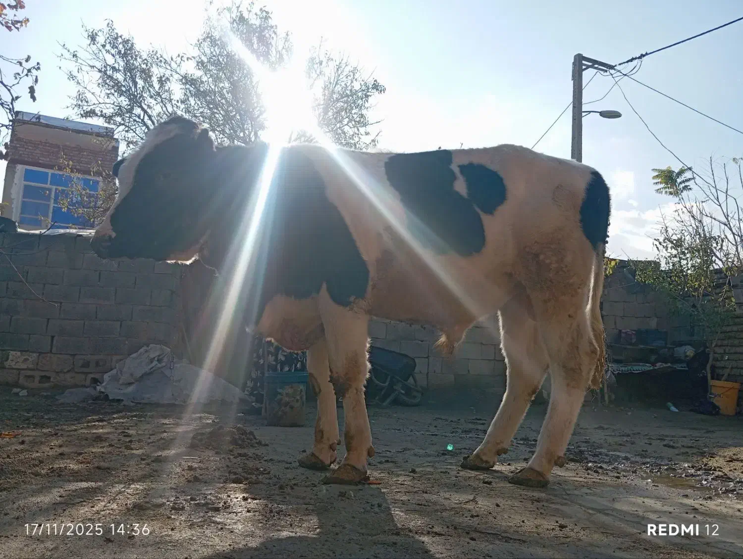 گاو نر|حیوانات مزرعه|انزل, |دیوار