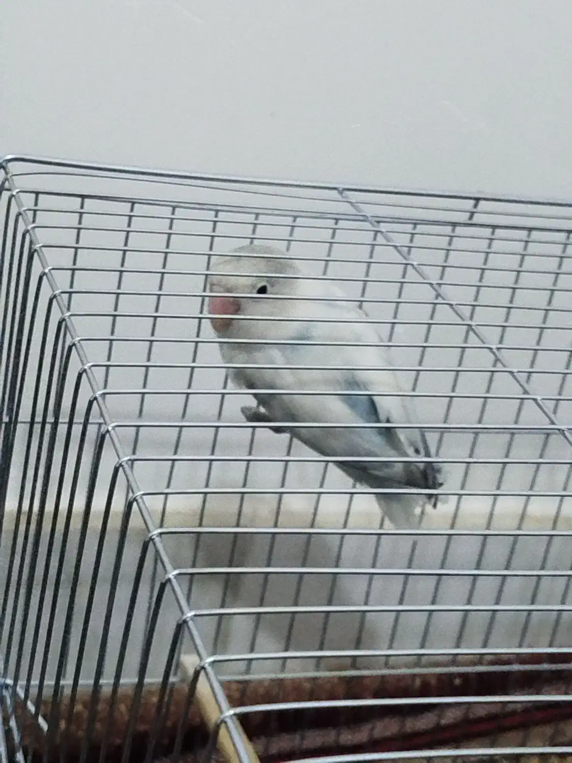 یک جفت طوطی برزیلی مولد|پرنده|الیگودرز, |دیوار