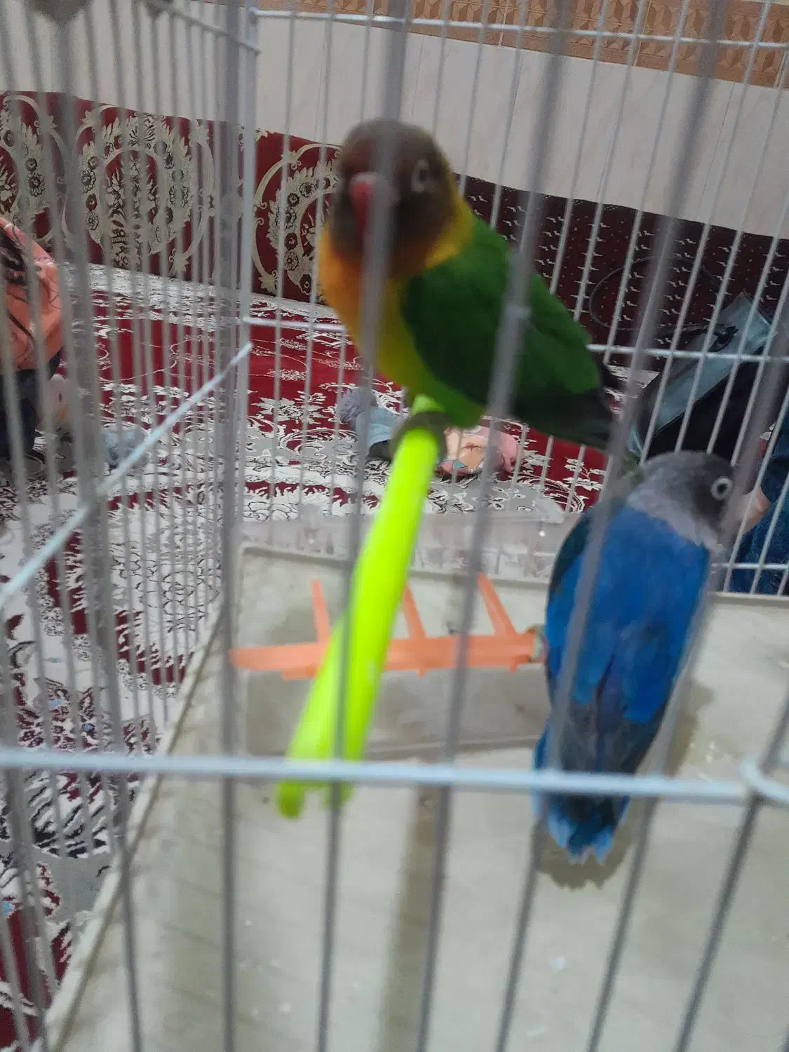 یک جفت کوتوله|پرنده|تربت جام, میرقوام الدین|دیوار