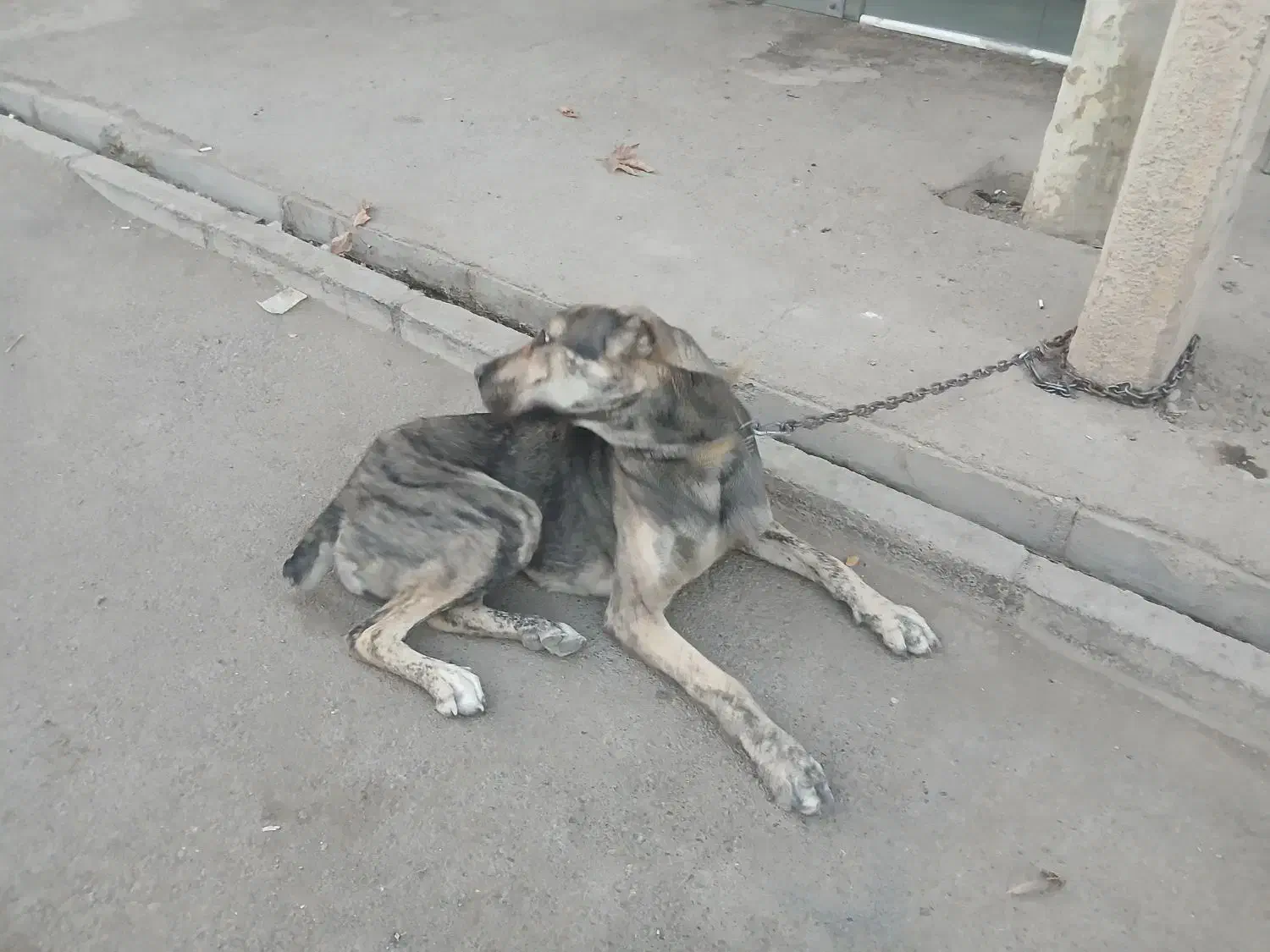 واگذاری سگ|سگ|مشهد, نوید|دیوار