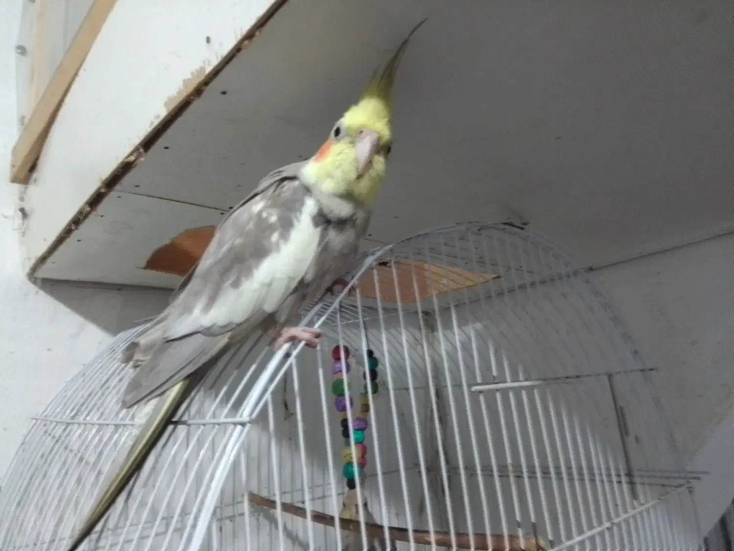 پرنده فروشی|پرنده|رشت, فلسطین|دیوار