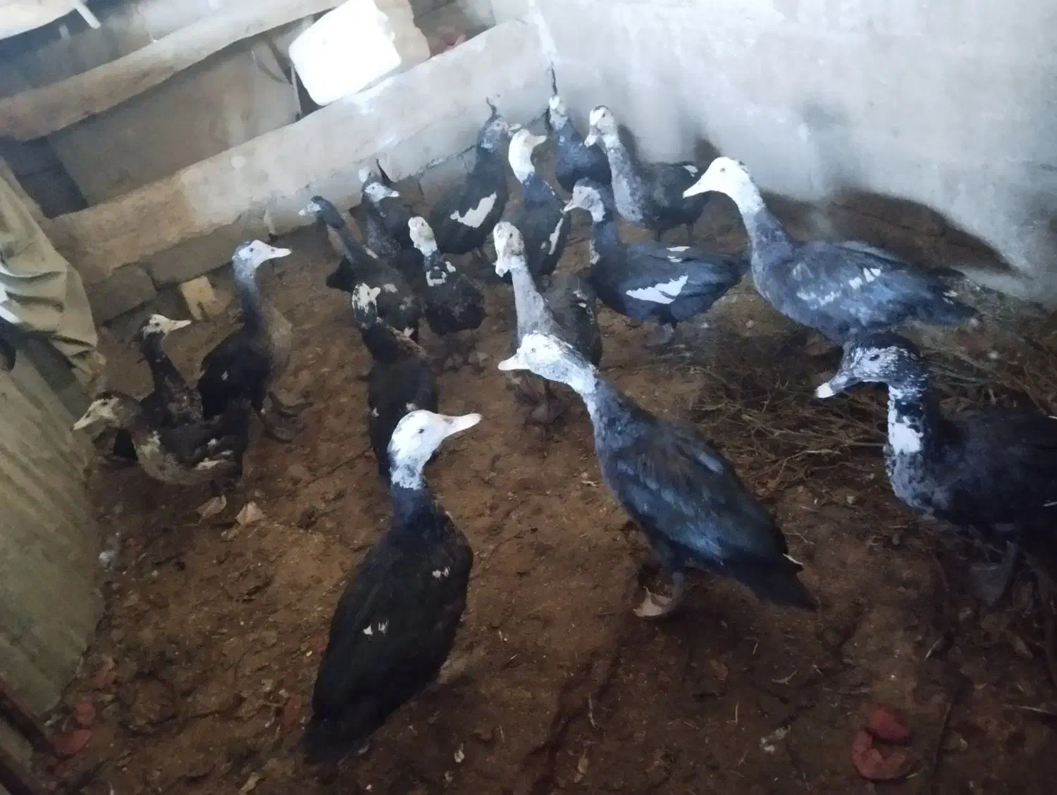 اردک اسرائیلی|حیوانات مزرعه|صحنه, |دیوار