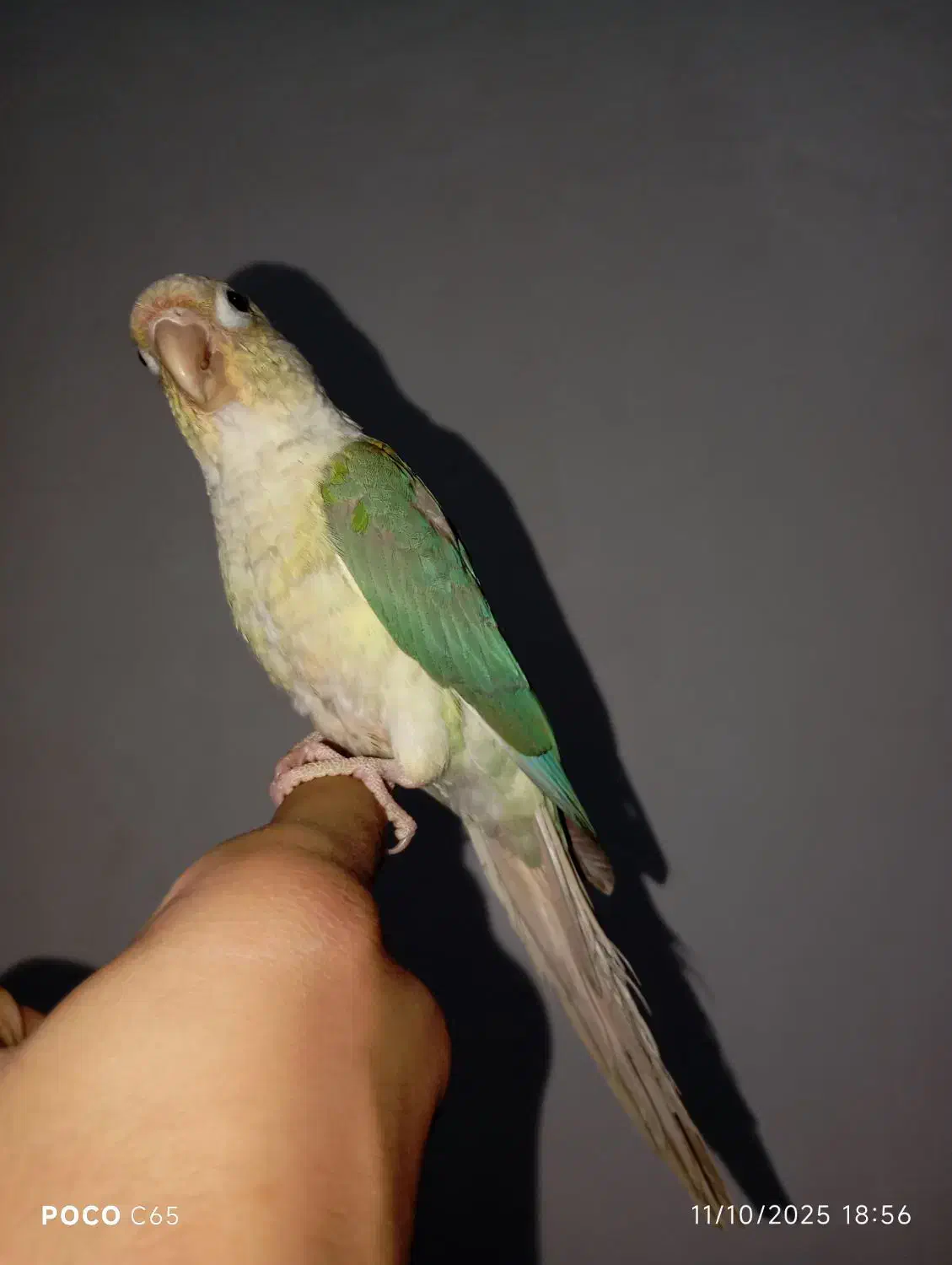 طوطی گرینچیک نر دستی بازیگوش حدودا ۶ ماهه با قفس|پرنده|ملارد, |دیوار