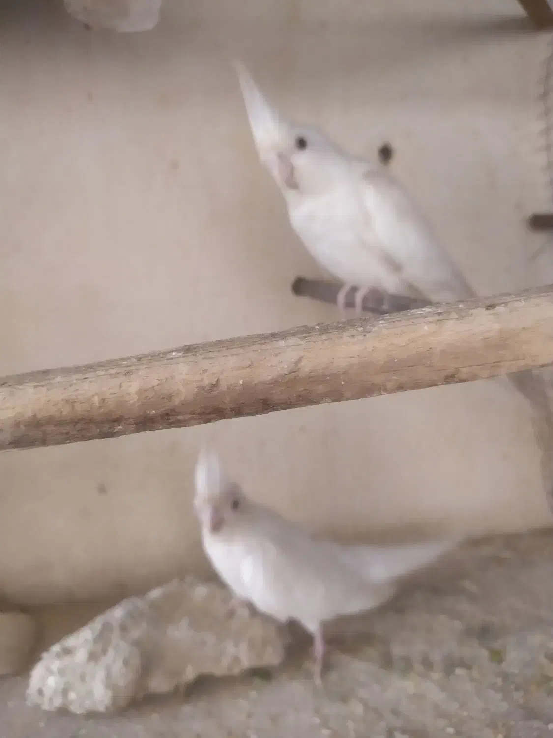 عروس هلندی آلبینو مولد و مرغ عشق نر|پرنده|چابهار, |دیوار