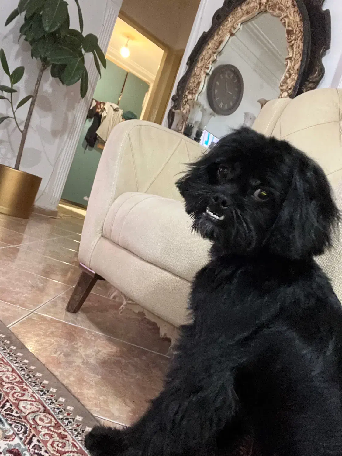 واگذاری شیتزو نر ۷ماهه|سگ|رشت, گلسار|دیوار