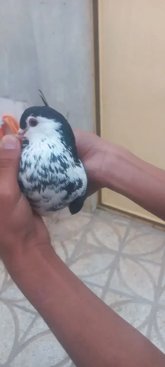 کفتر|پرنده|اسفراین, |دیوار