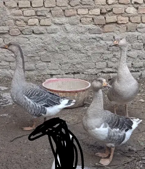 غاز جوان زابل اباد|حیوانات مزرعه|گنبد کاووس, |دیوار