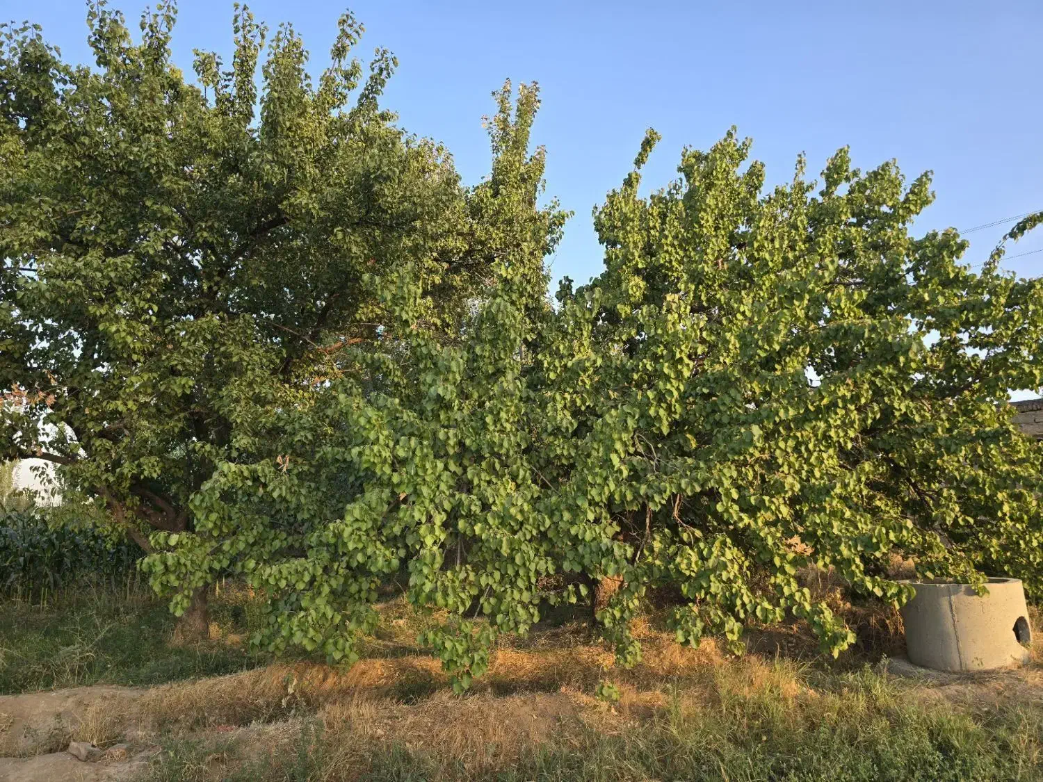 باغ زیبا نزدیک به شهر|فروش زمین و ملک کلنگی|میاندوآب, |دیوار