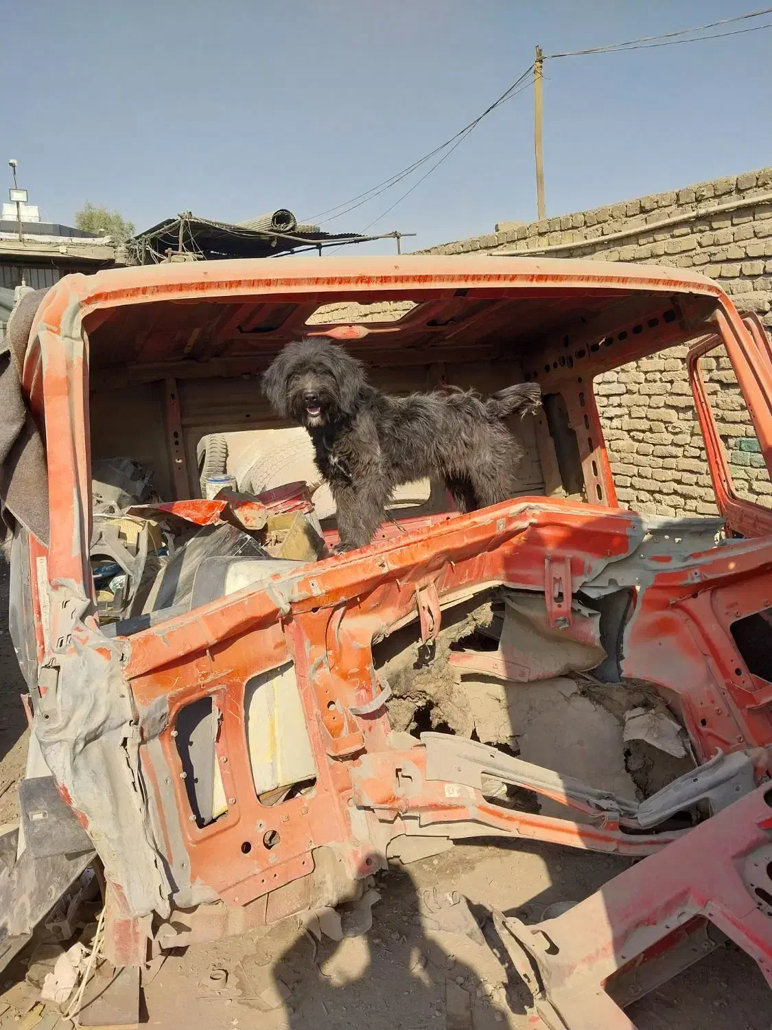 واگذاری سگ|سگ|برخوار, |دیوار