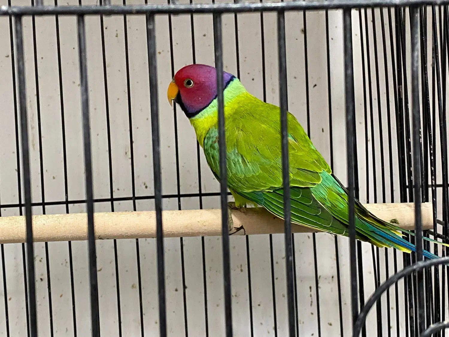 کوتوله و طوطی|پرنده|زاهدان, |دیوار