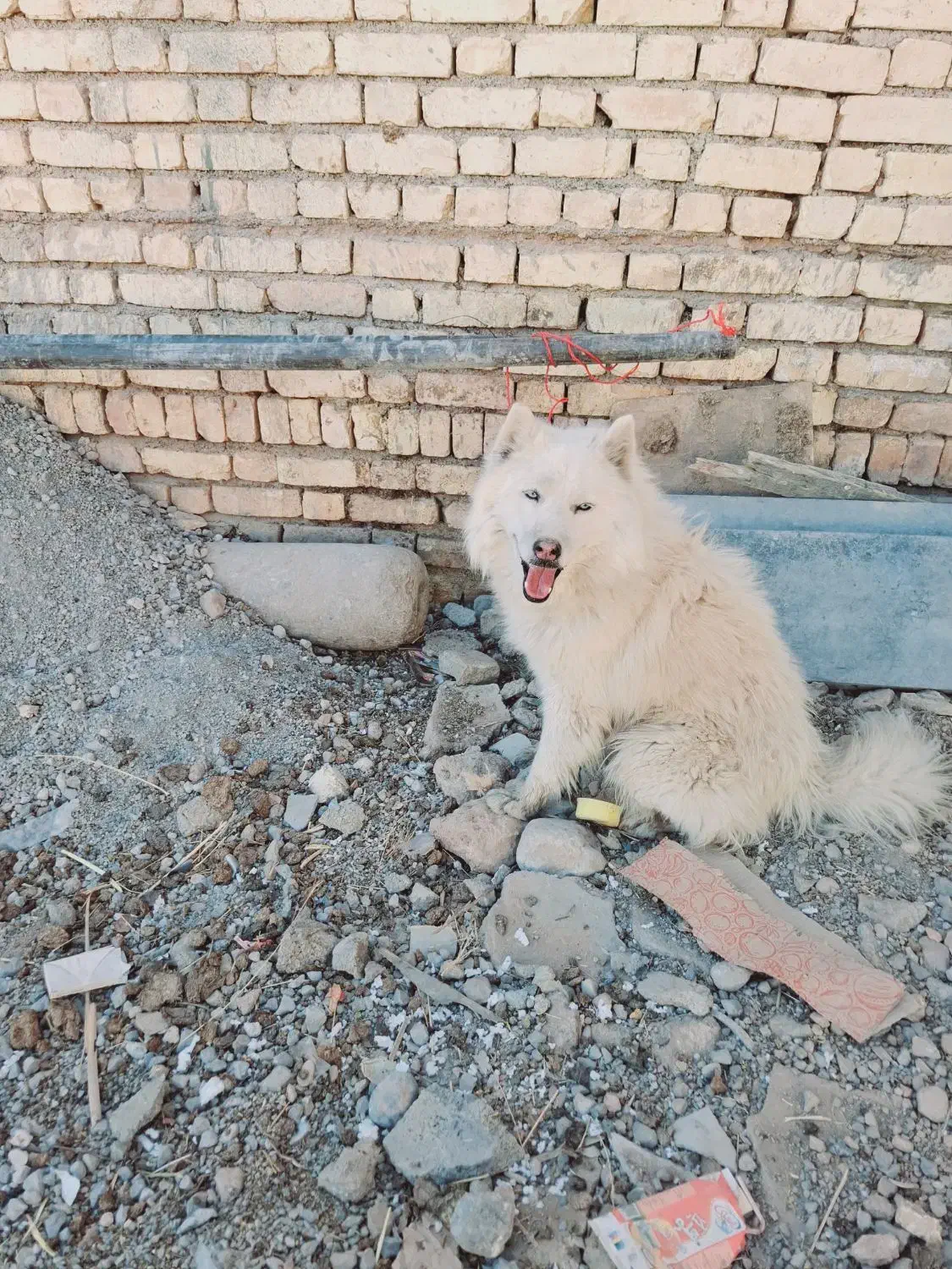 سگ سامویید|سگ|اصفهان, باغ زرشک|دیوار