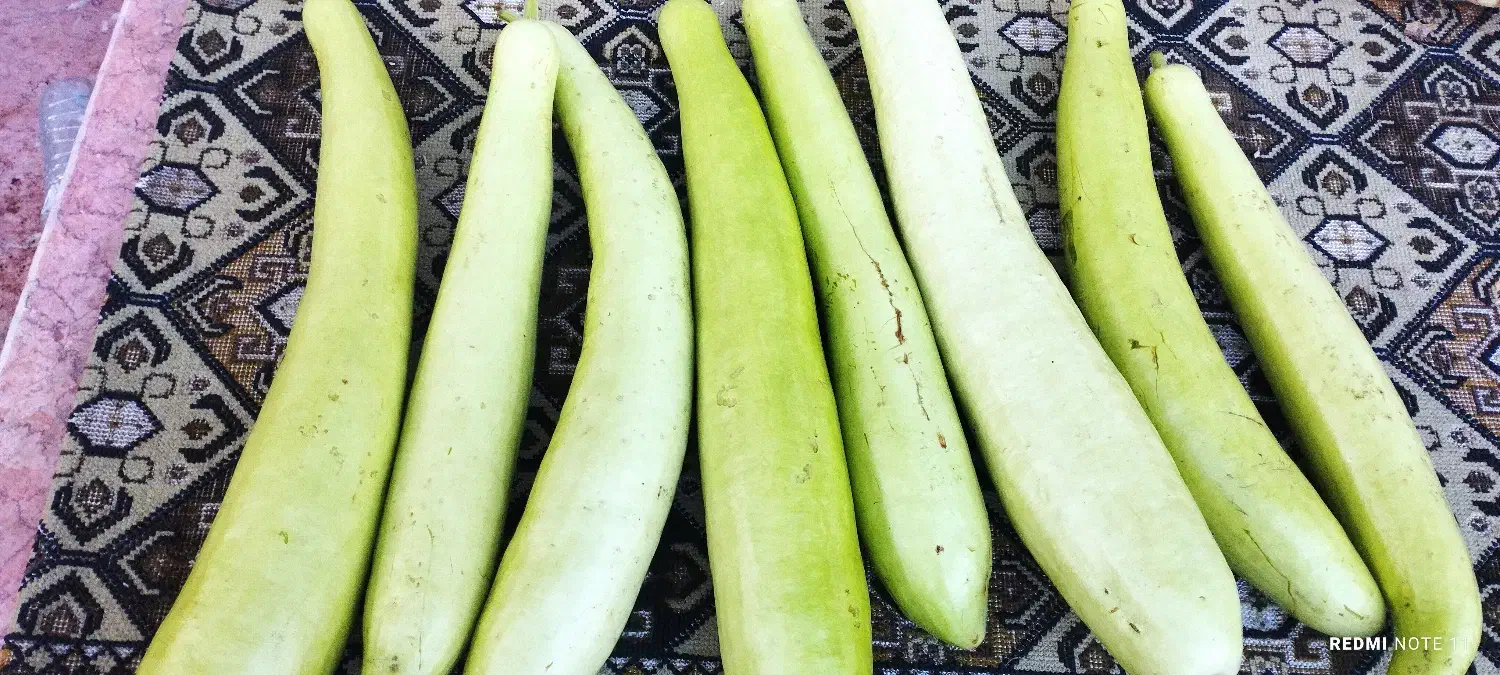 کدو خورشتی محلی|خوردنی و آشامیدنی|رشت, ترمینال|دیوار