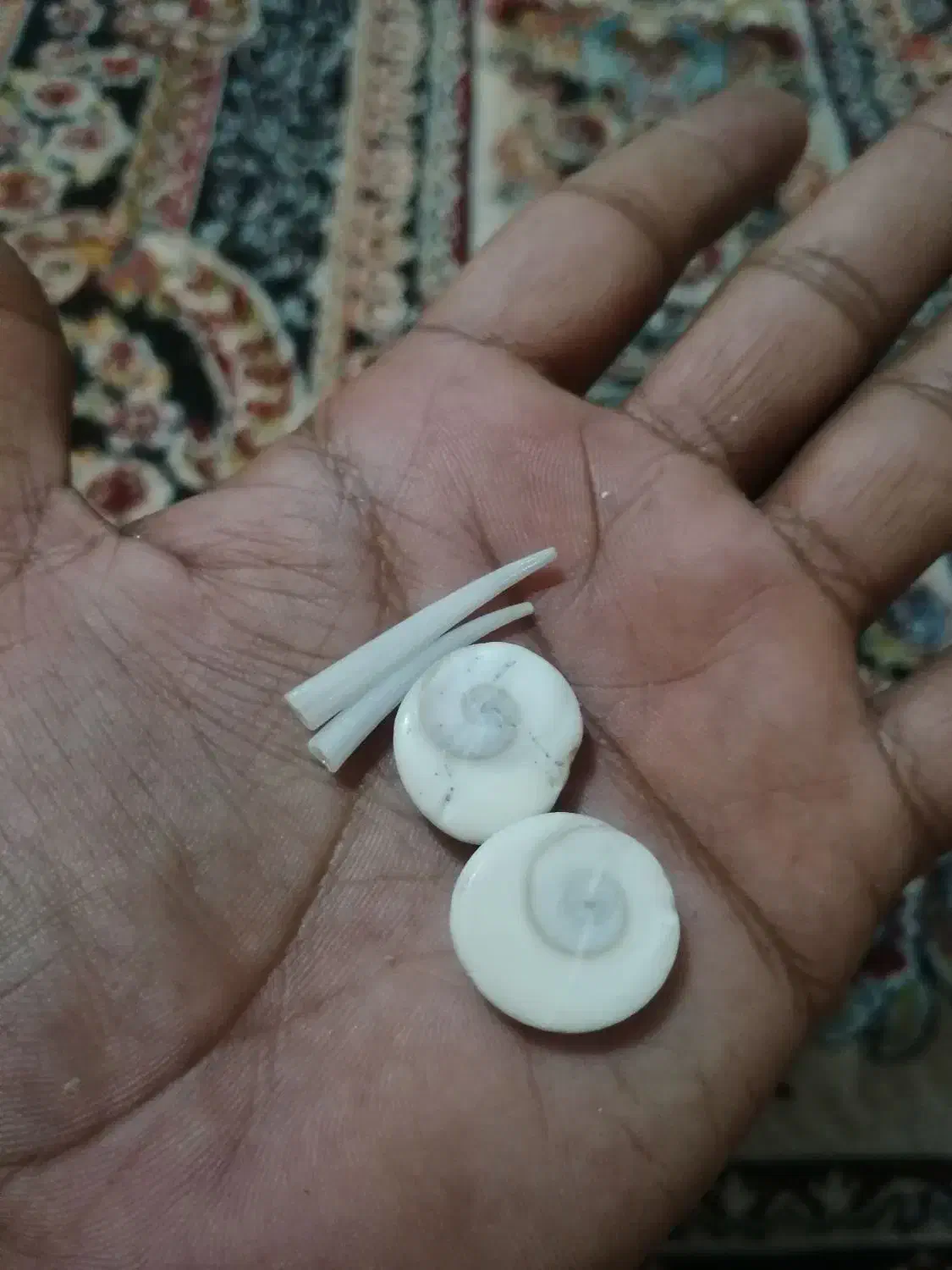 مهره اصل دریایی|کلکسیون اشیاء عتیقه|قم, کاسه گران|دیوار