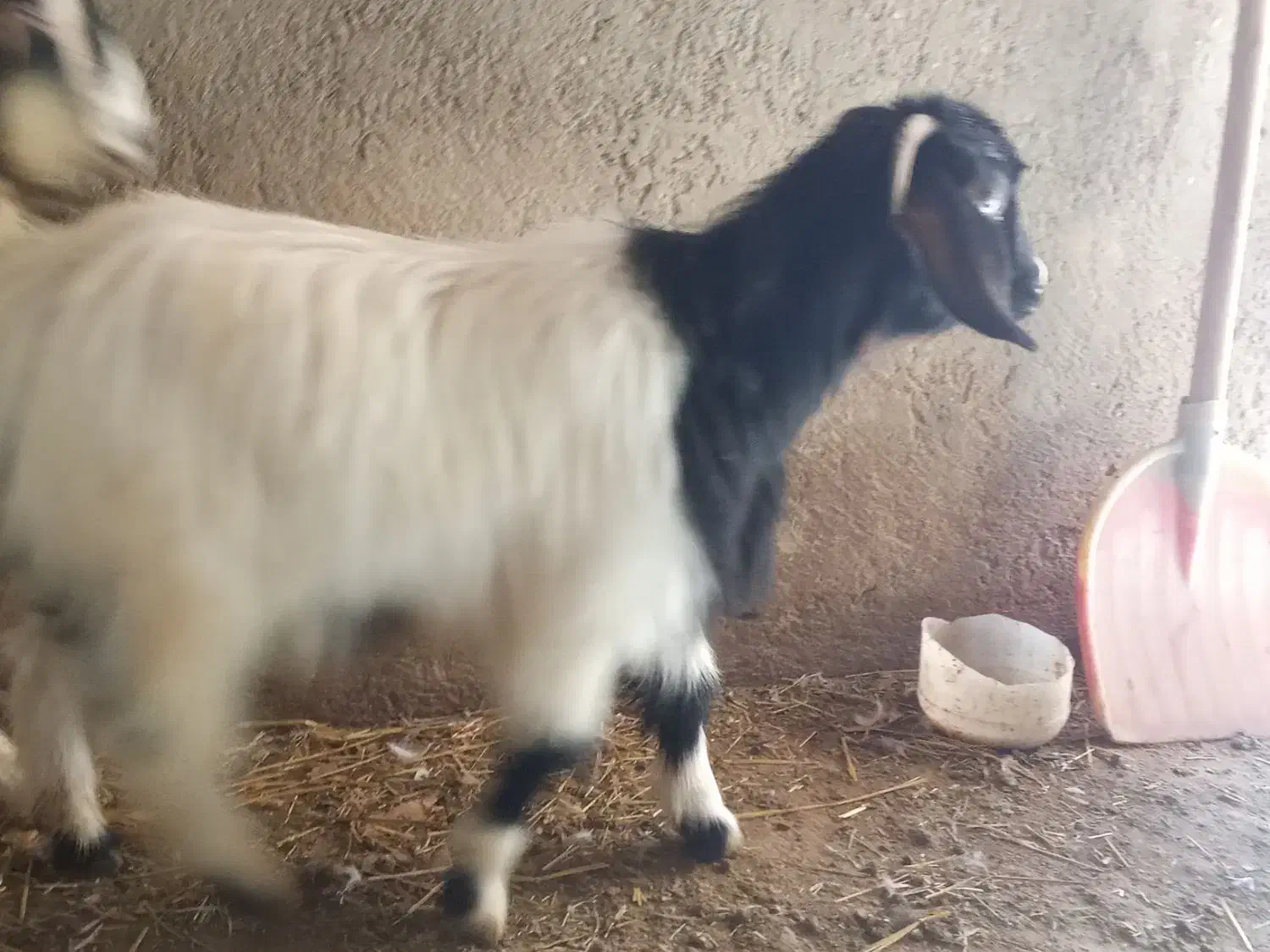 بزغاله ماده چاق|حیوانات مزرعه|اسفرورین, |دیوار