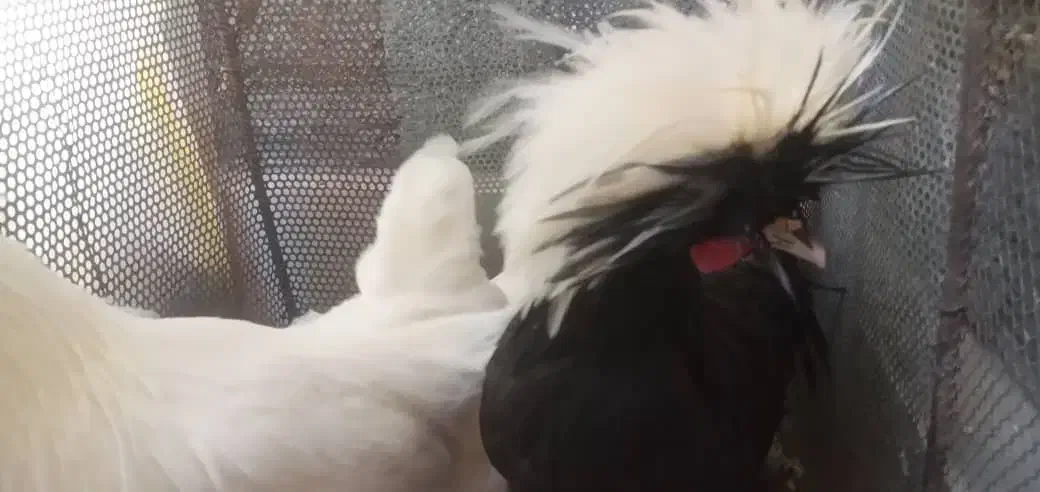 مرغ کاکلی|حیوانات مزرعه|سیرجان, |دیوار