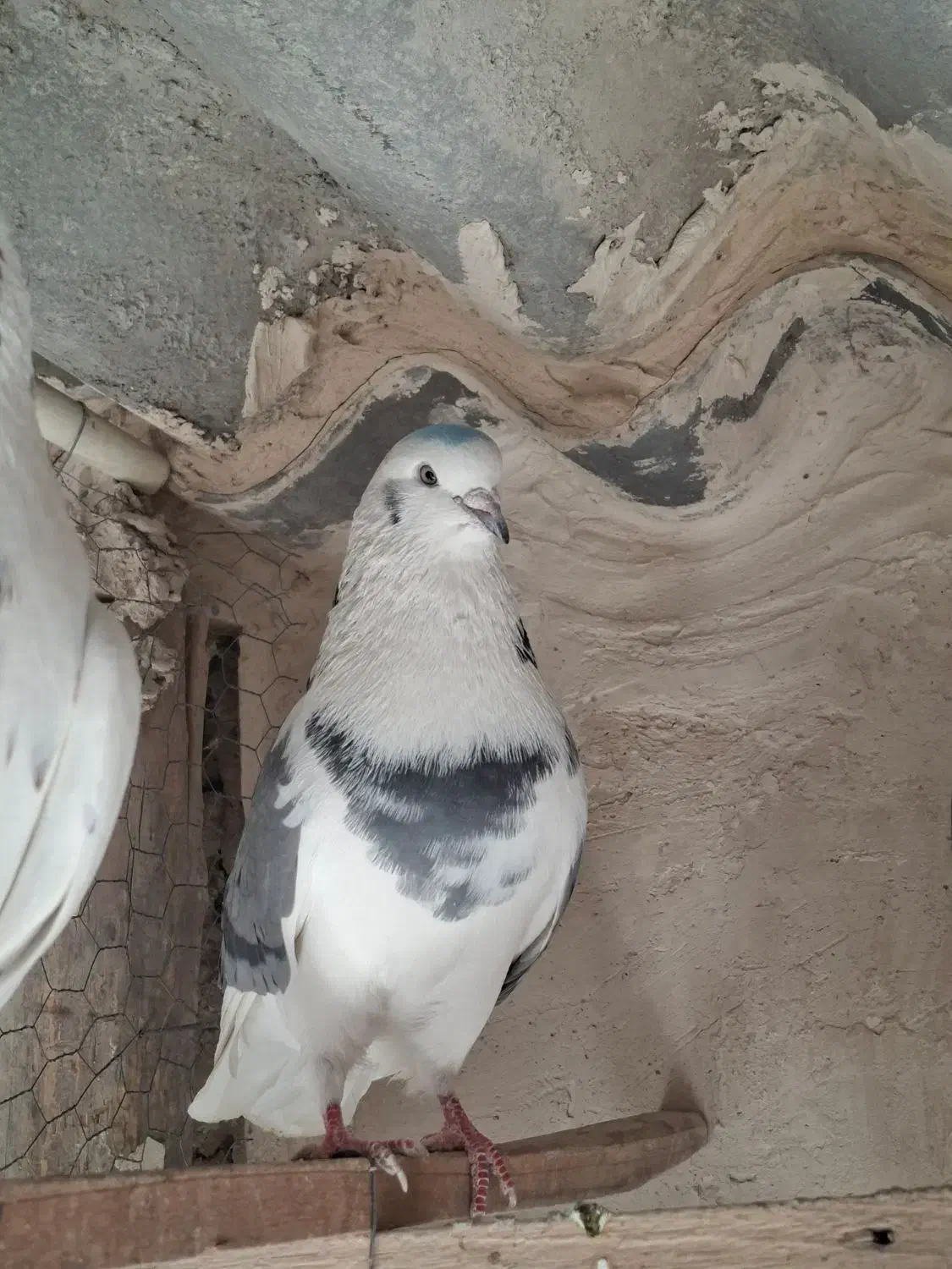 کفتر نر پشت سبز چشم سفید|پرنده|فردیس, داوری|دیوار