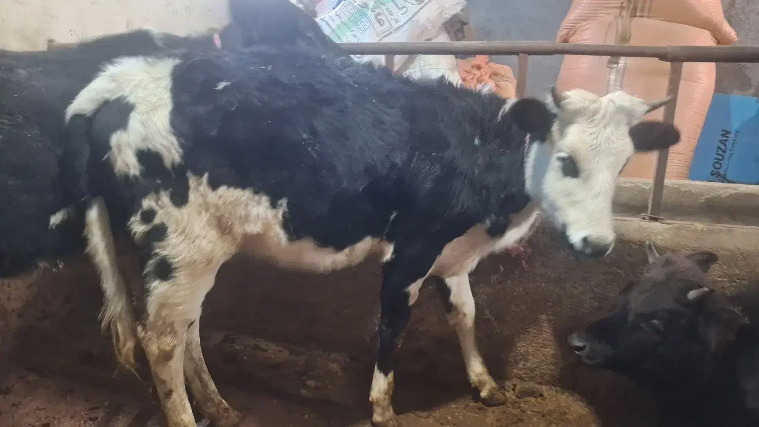 گوساله ماده سیمین تال|حیوانات مزرعه|سرخنکلاته, |دیوار