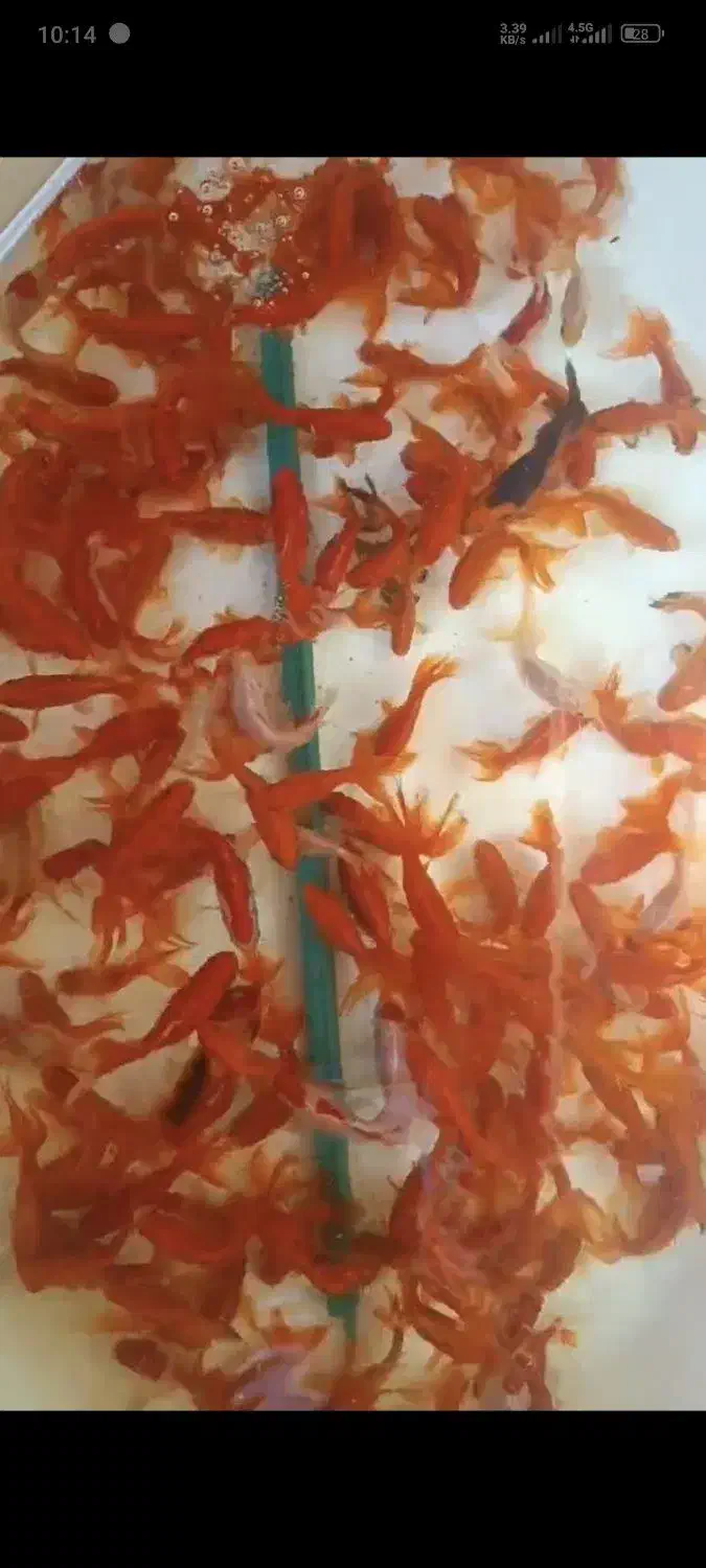 ماهی قرمز|ماهی|شاهرود, |دیوار