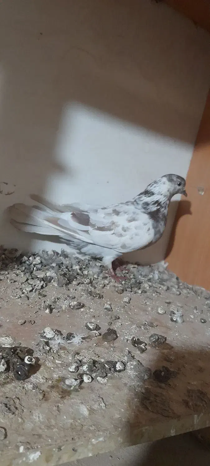 کبوتر|پرنده|ابهر, |دیوار