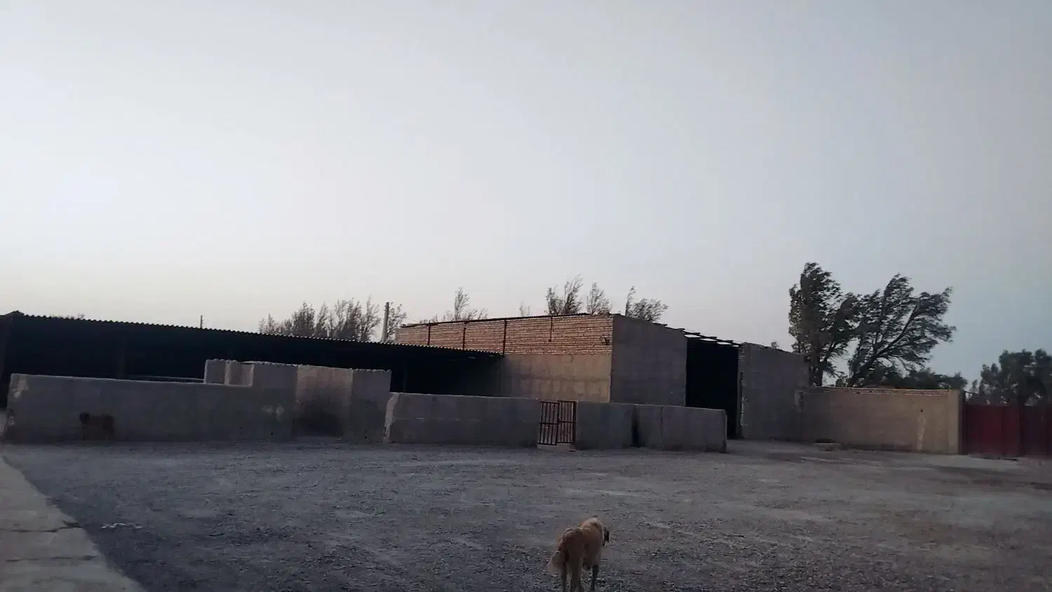 فروش دامداری صنعتی ۱۰۰ راسی|فروش دفتر صنعتی، کشاورزی، تجاری|نیمروز, |دیوار