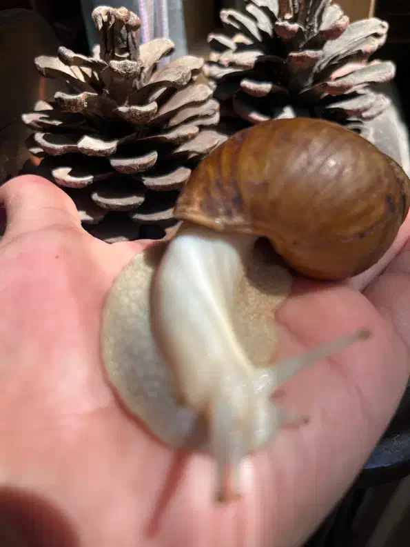 فروش حلزون البینو و آچاتینا|خزنده|قزوین, |دیوار