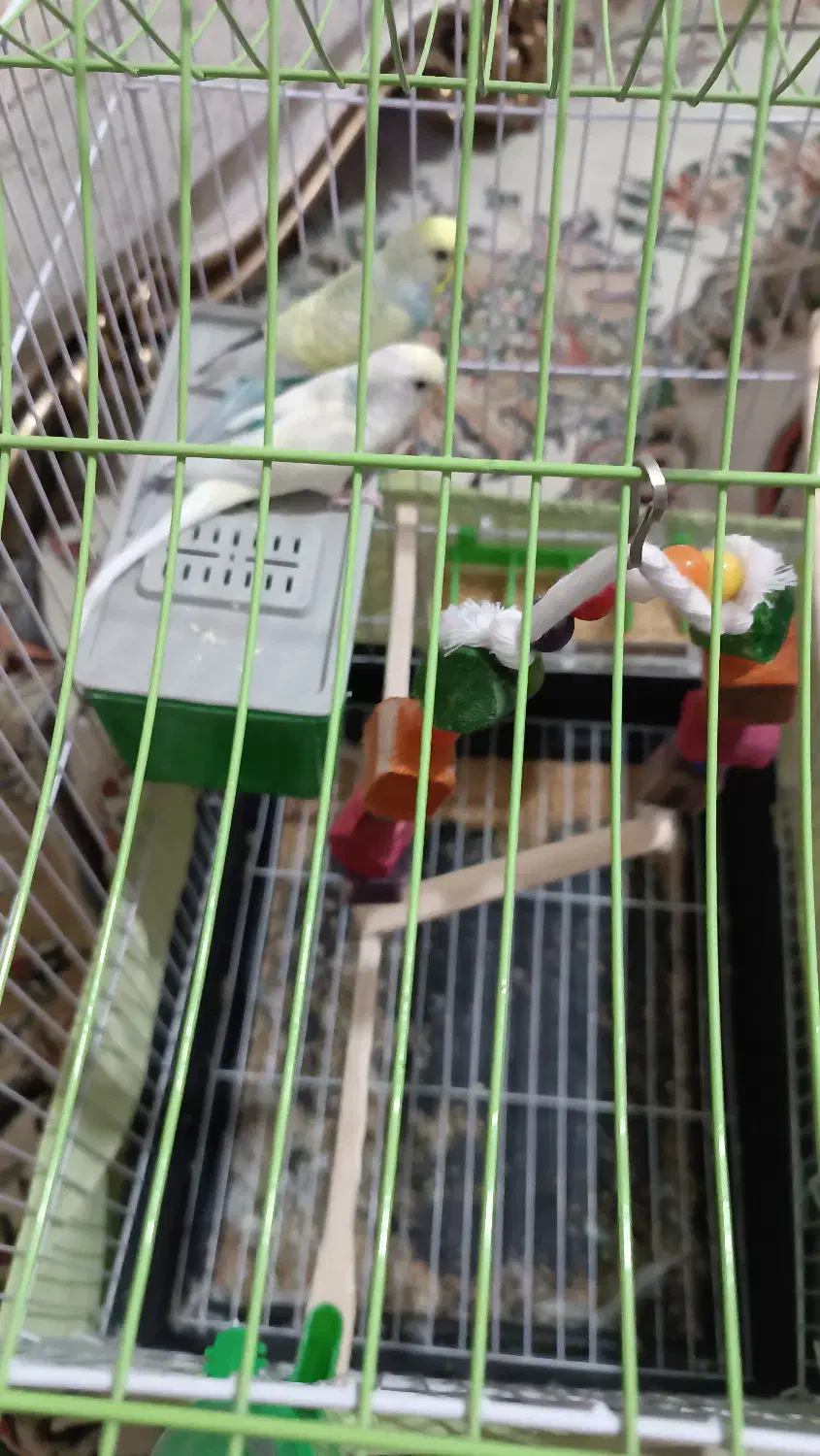 مرغ عشق|پرنده|دماوند, مسکن مهر گیلاوند|دیوار