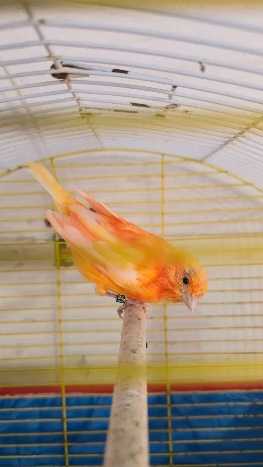 قناری|پرنده|برازجان, |دیوار