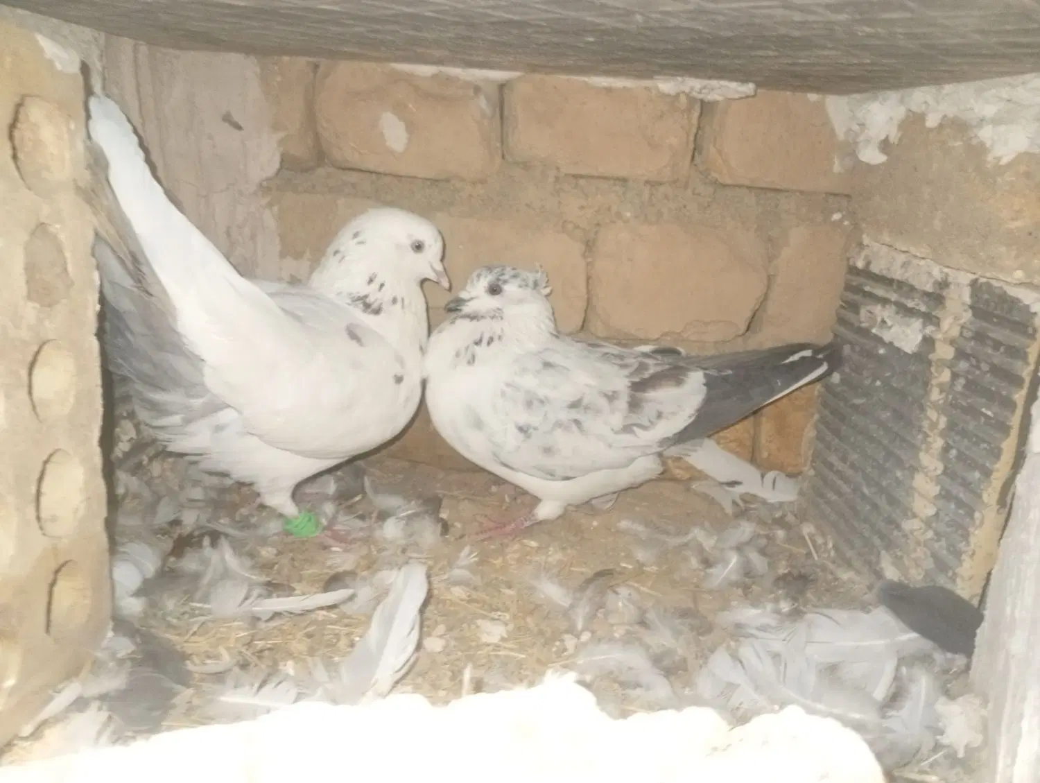 کبوتر|پرنده|چادگان, |دیوار