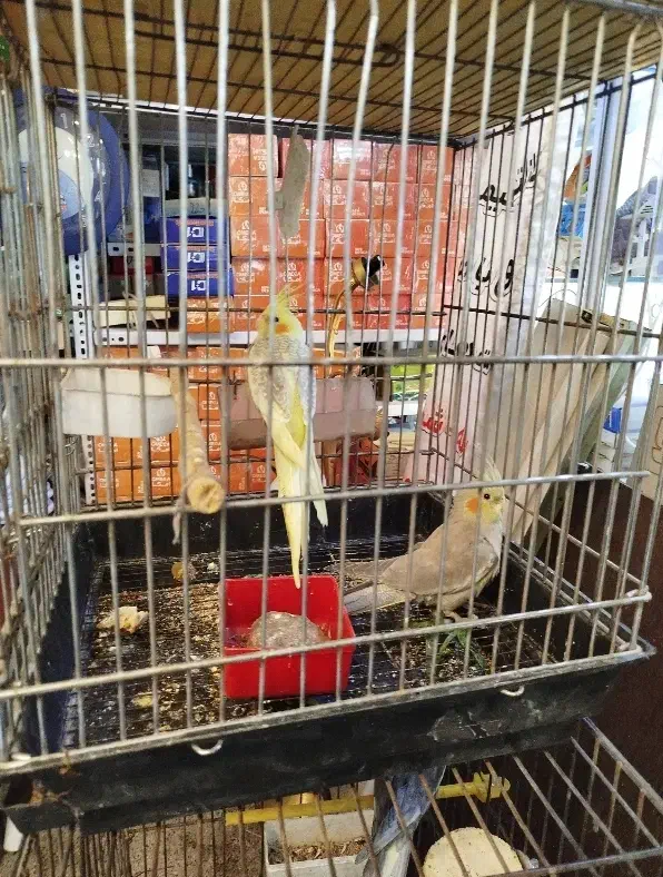 عروس هلندی|پرنده|کرج, عظیمیه|دیوار