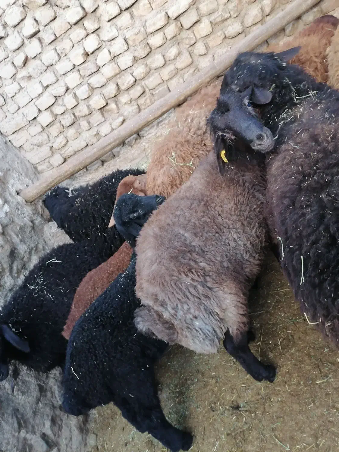 بره قوچ همو|حیوانات مزرعه|اسفراین, |دیوار