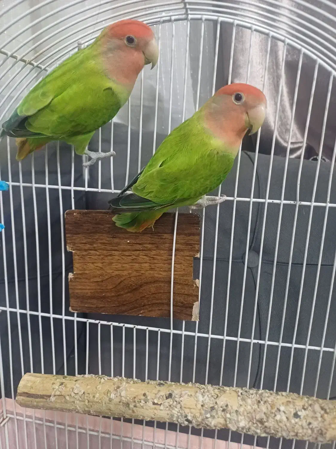 طوطی برزیلی|پرنده|ری, علایین|دیوار