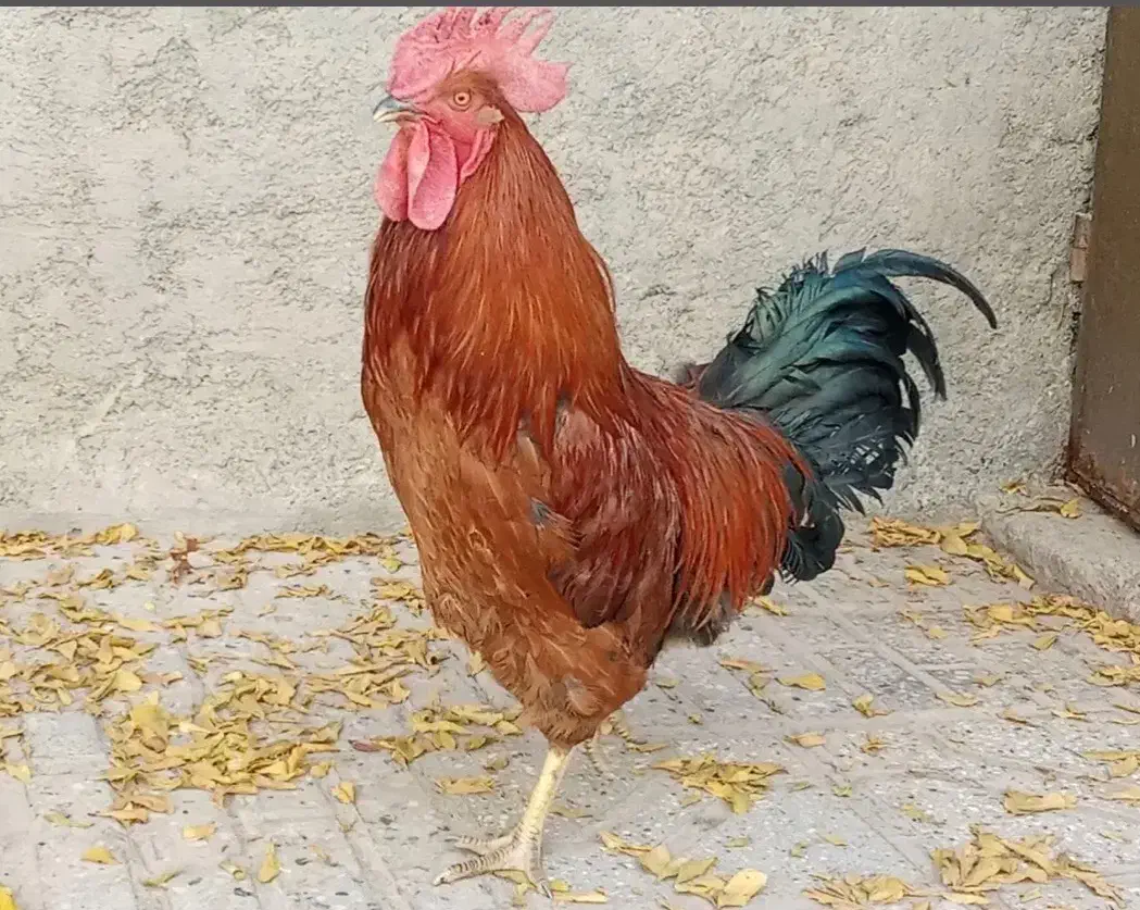 خروس محلی|حیوانات مزرعه|پاوه, |دیوار