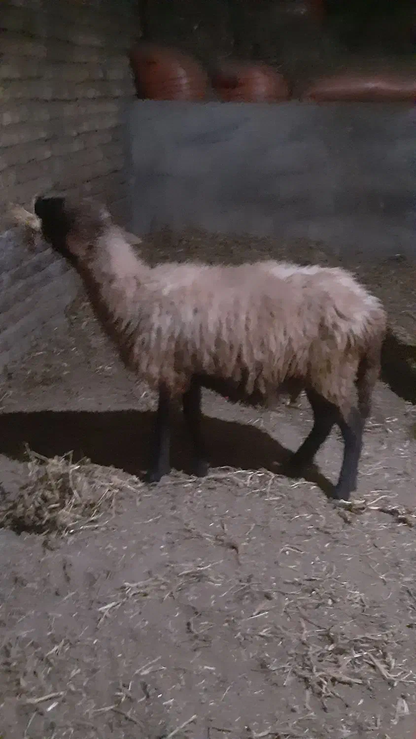 بره گوسفندشیشک|حیوانات مزرعه|مینودشت, |دیوار