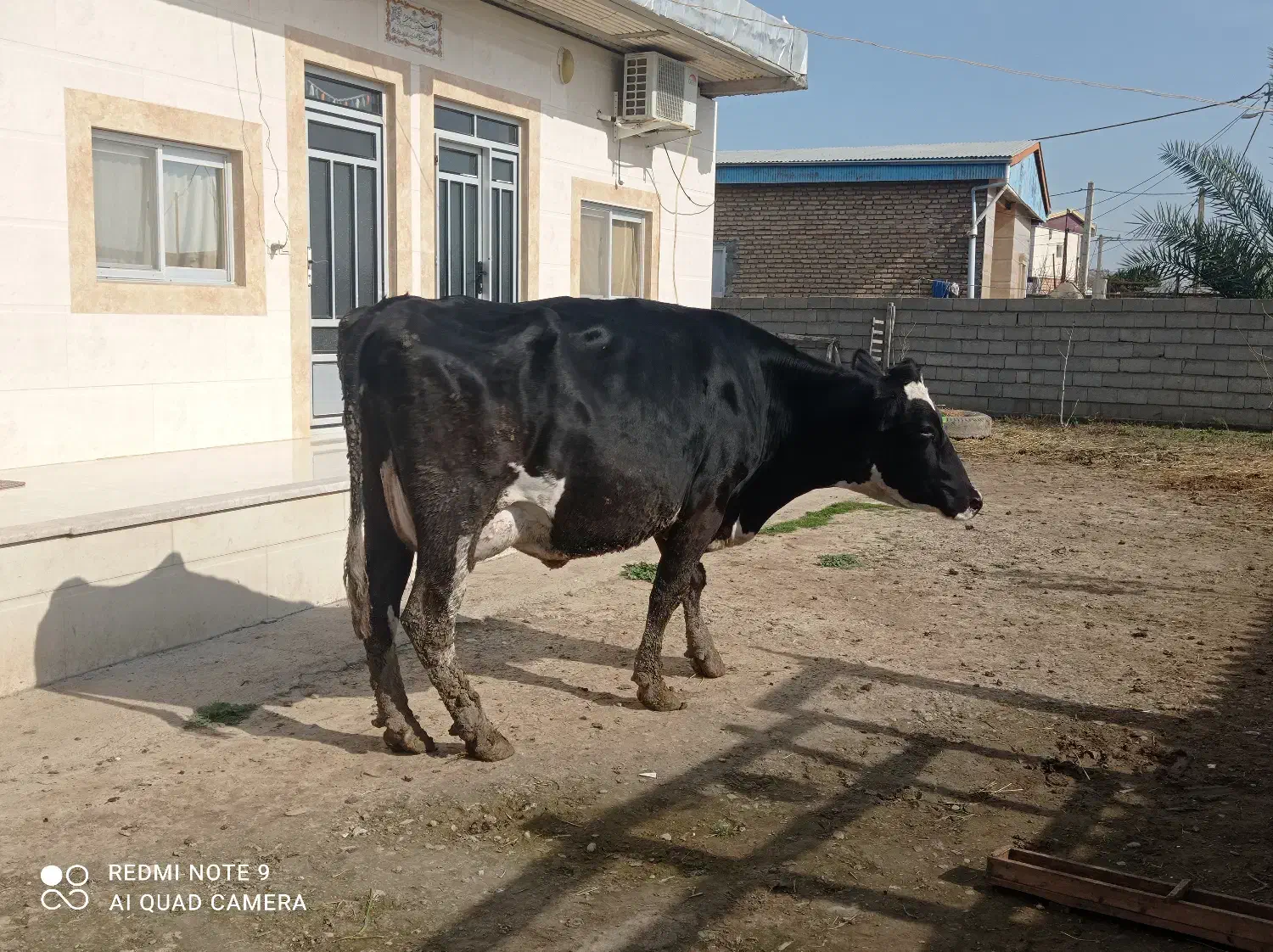 گاو شیری آبستن سنگین|حیوانات مزرعه|سیمین شهر, |دیوار