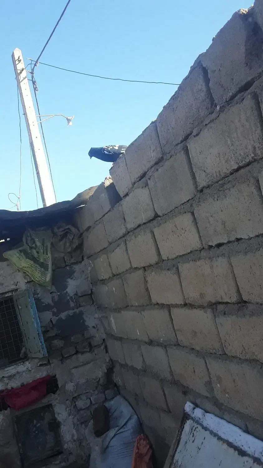 کفتر|پرنده|نصر آباد, |دیوار