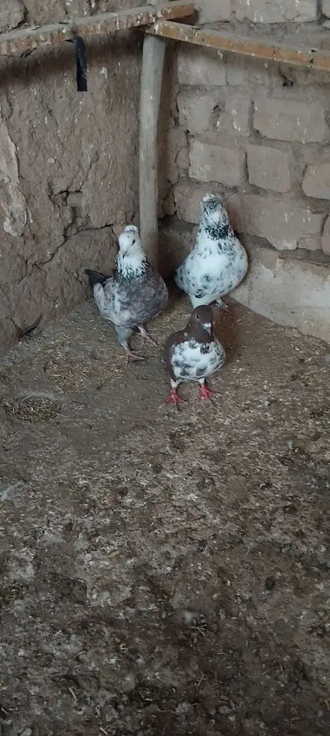 کفتر|پرنده|سلطانیه, |دیوار