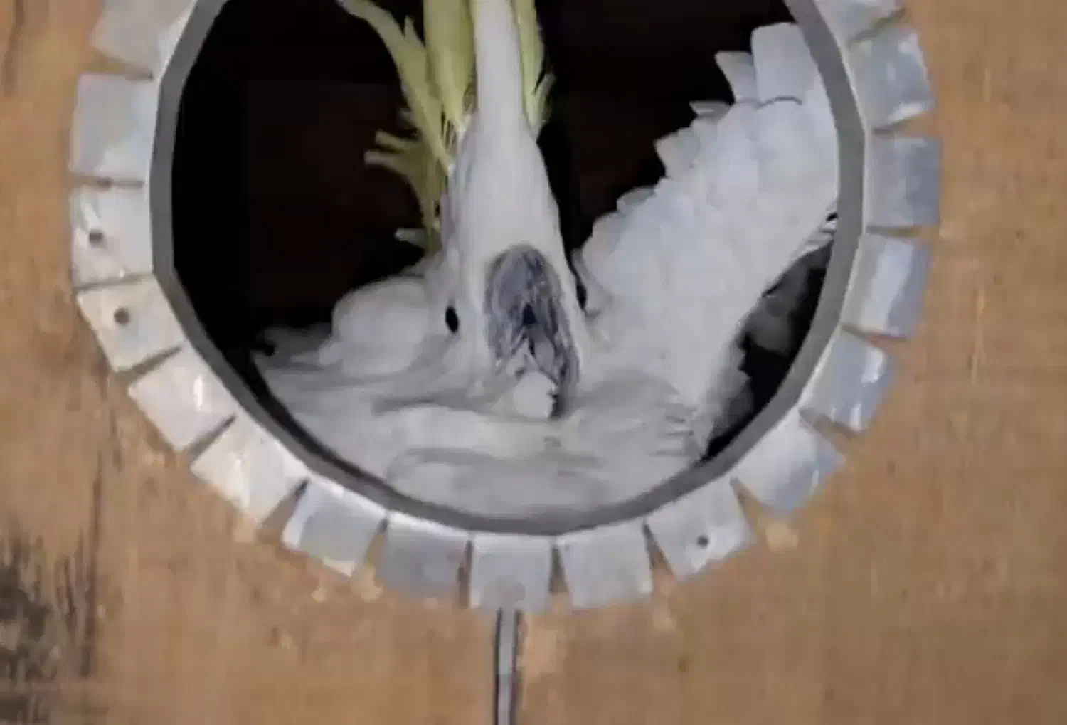 فروش و معاوضه کاسکو و کاکادو|پرنده|تهران, جوانمردان (اندیشه)|دیوار