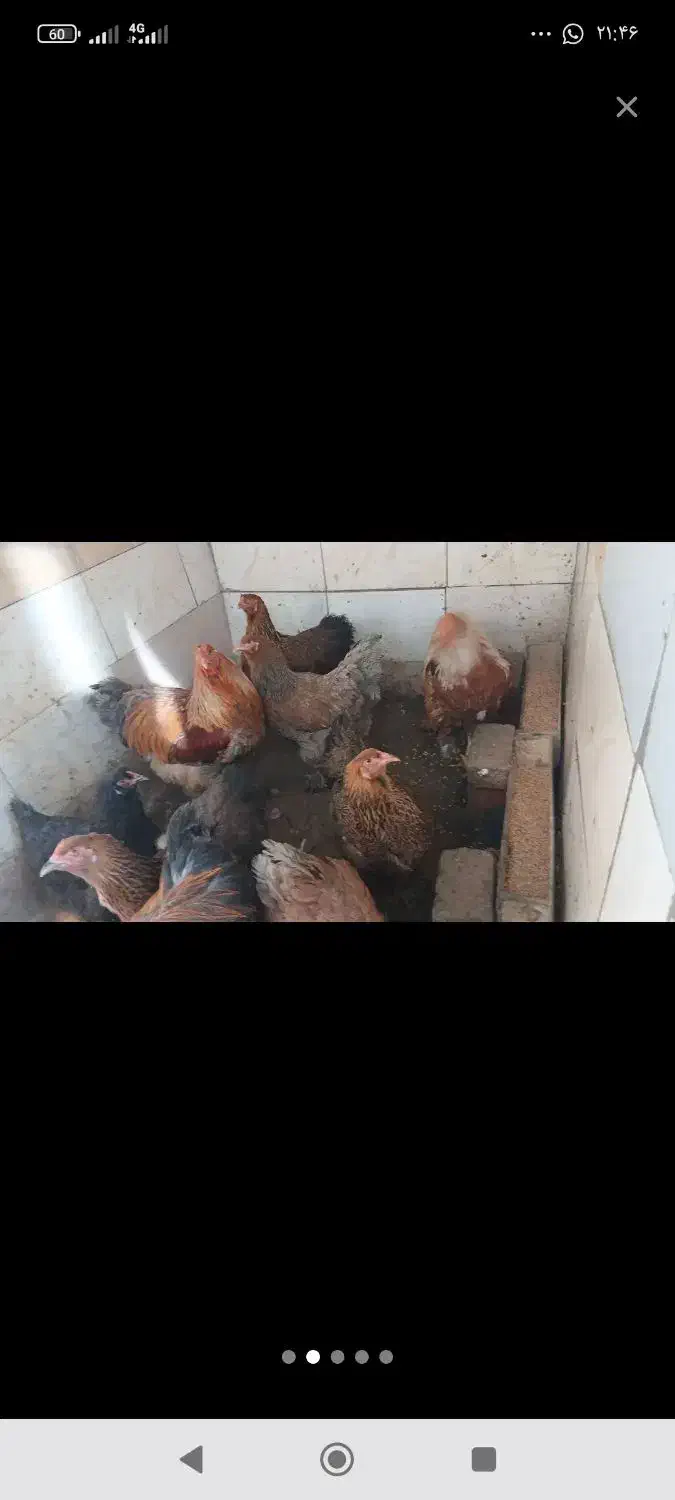 مرغ و خروس|حیوانات مزرعه|دهگلان, |دیوار