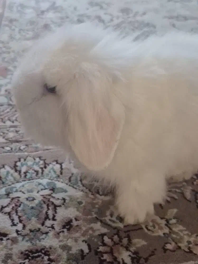 خرگوش لپ|موش و خرگوش|شیراز, جوادیه|دیوار