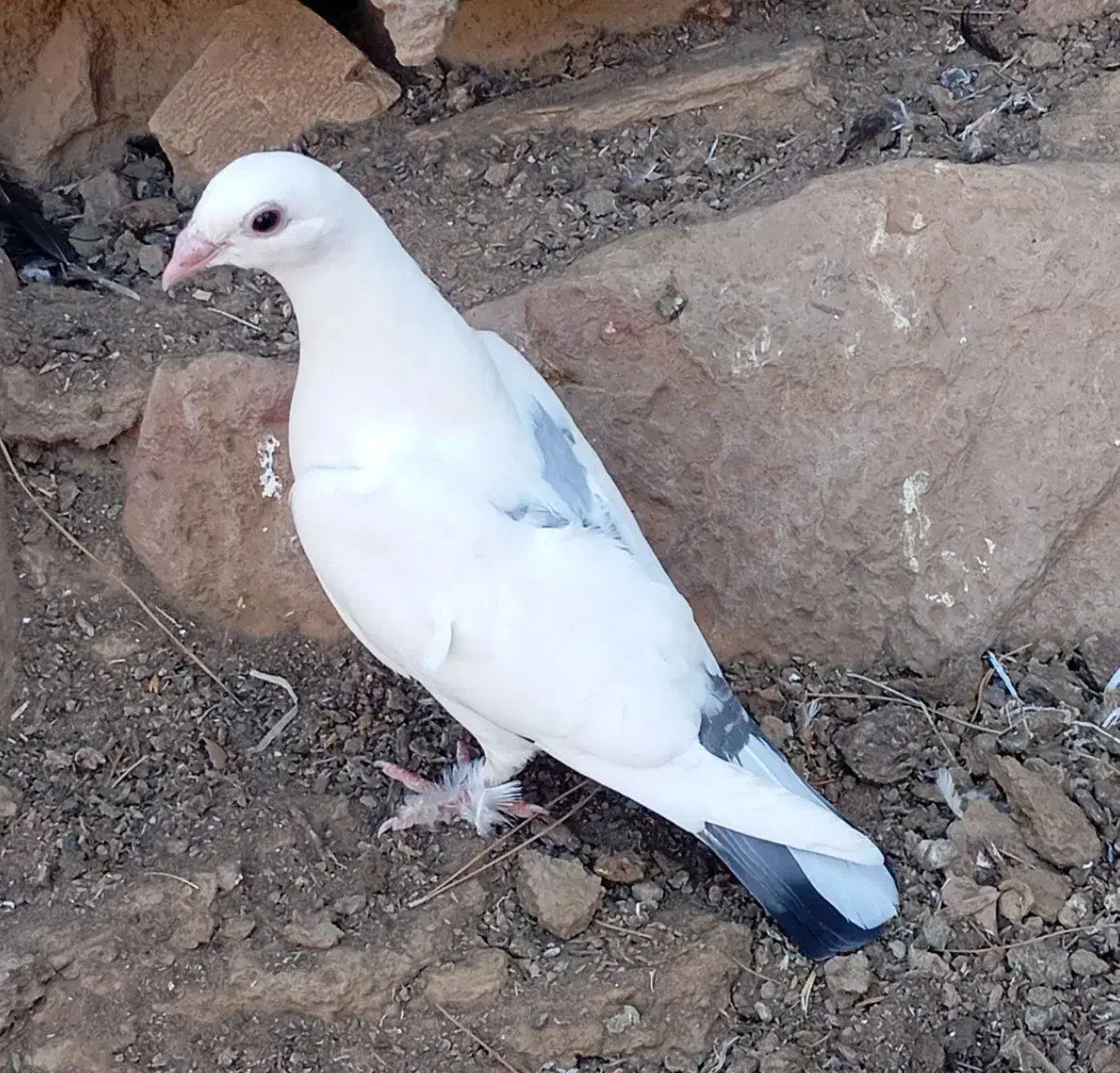 کبوتر|پرنده|جغتای, |دیوار