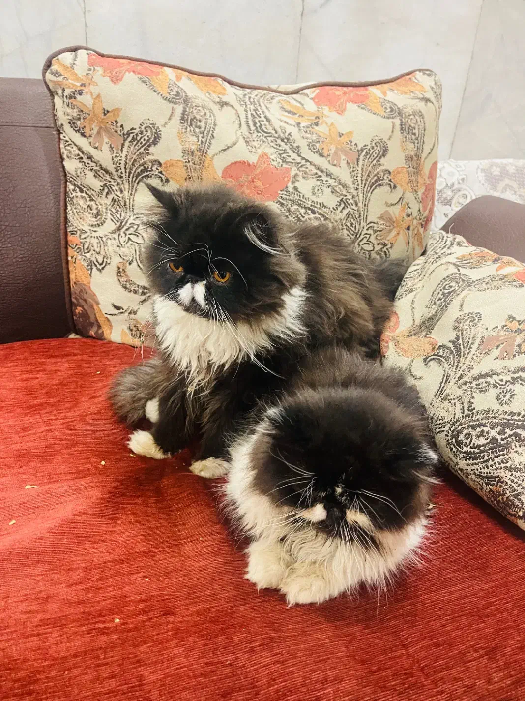 گربه پرشین|گربه|اردکان, |دیوار