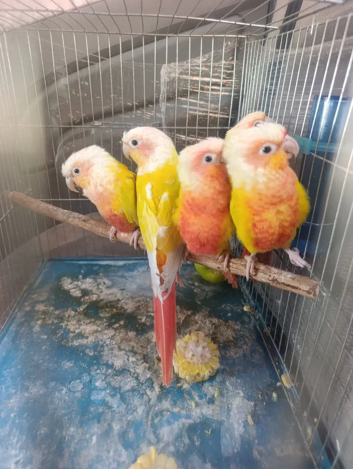 ردچیک سانچیک گرینچیک مونچیک|پرنده|اصفهان, عطار نیشابوری|دیوار