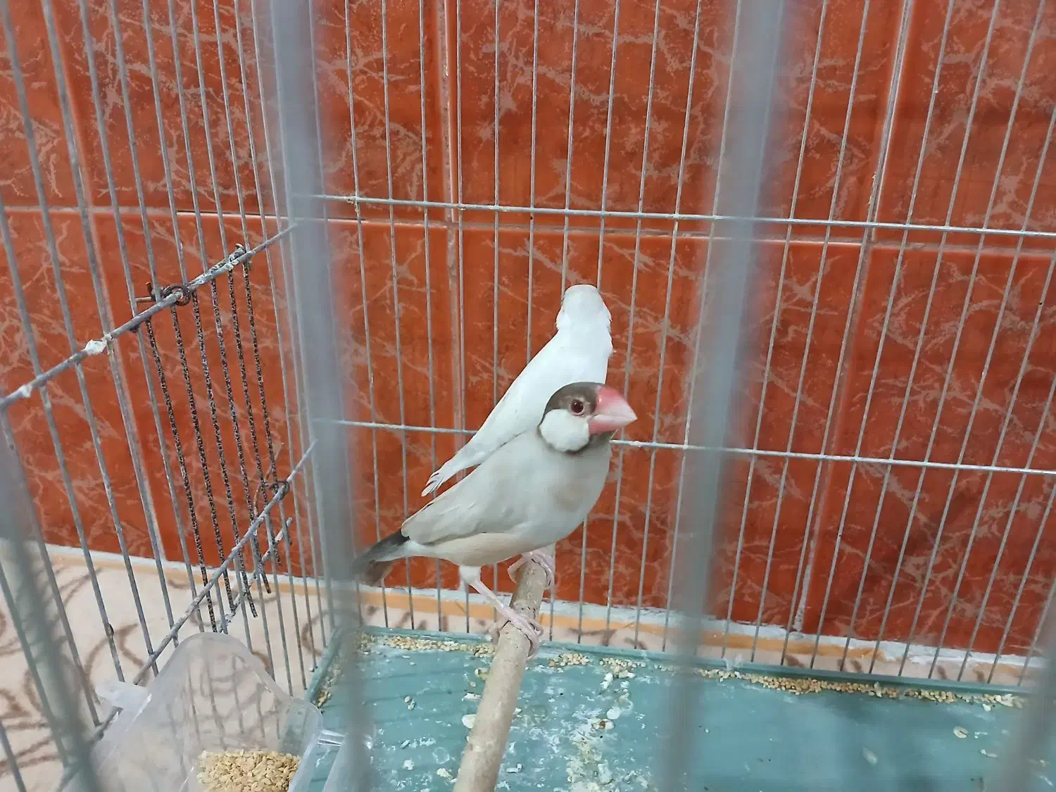 فنچ نرگسی آلبینو و شکلاتی|پرنده|ماهدشت, |دیوار