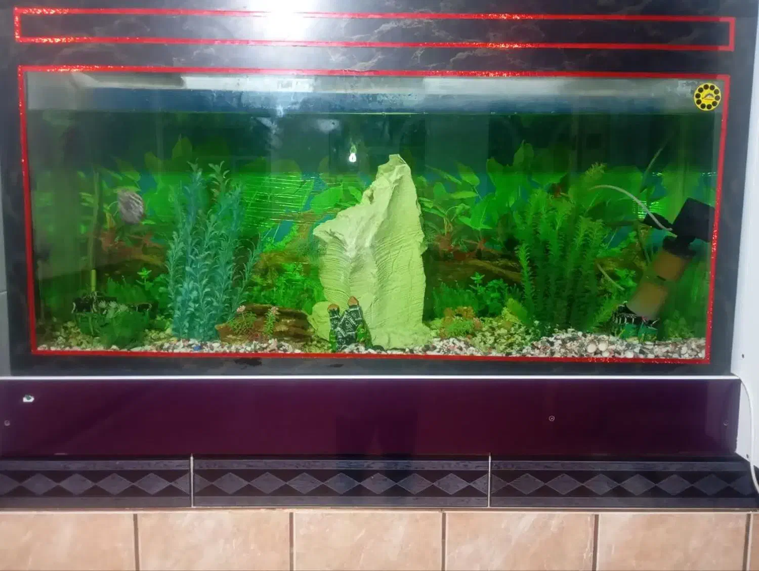 فروش آکواریوم|ماهی|گلپایگان, |دیوار